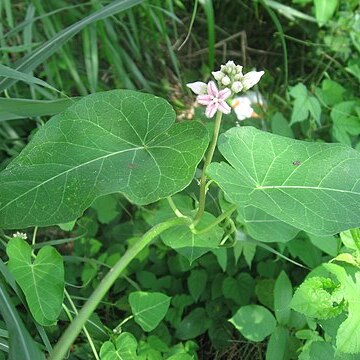 Cynanchum rostellatum unspecified picture