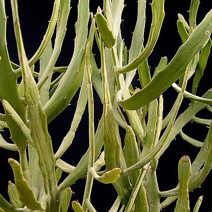 Euphorbia enterophora unspecified picture