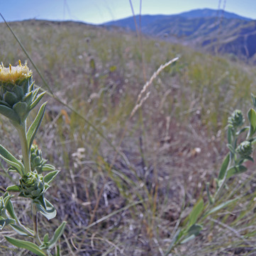 Pyrrocoma carthamoides unspecified picture