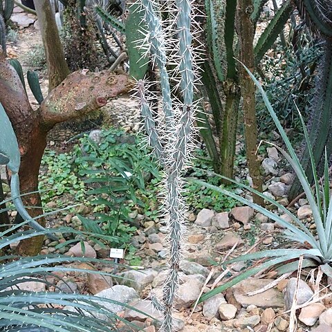 Cylindropuntia molesta unspecified picture