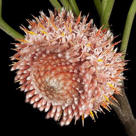 Isopogon teretifolius unspecified picture