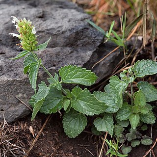 Agastache pallidiflora unspecified picture