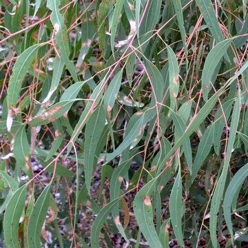 Eucalyptus parramattensis unspecified picture