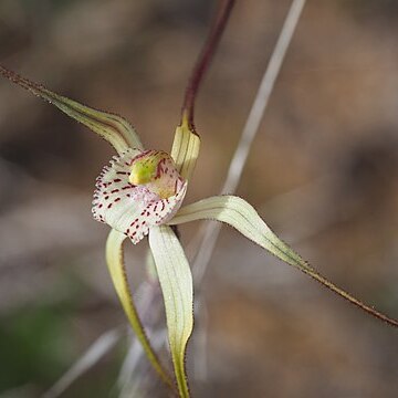 Caladenia denticulata unspecified picture