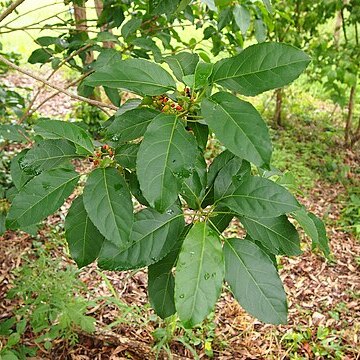 Claoxylon tenerifolium unspecified picture