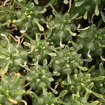 Euphorbia clavarioides unspecified picture