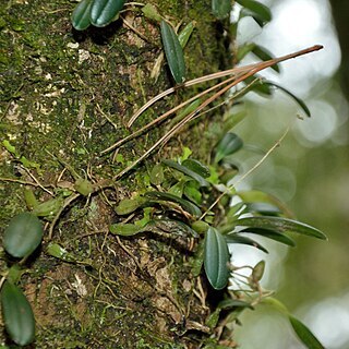 Bulbophyllum albociliatum unspecified picture