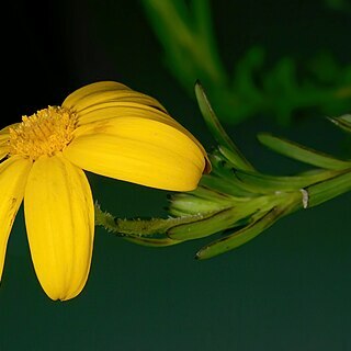 Osteospermum polygaloides unspecified picture