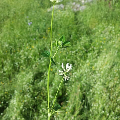 Trifolium nigrescens subsp. nigrescens unspecified picture