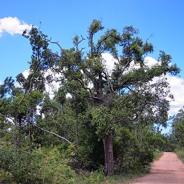 Syncarpia glomulifera subsp. glomulifera unspecified picture