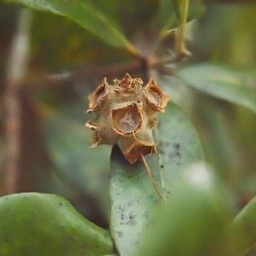 Syncarpia glomulifera subsp. glomulifera unspecified picture