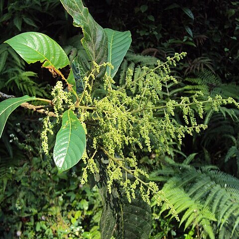 Meliosma simplicifolia unspecified picture