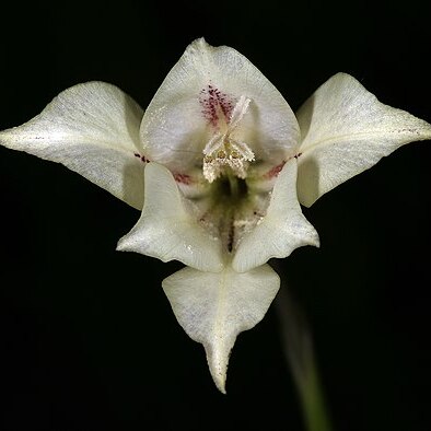 Gladiolus longicollis unspecified picture