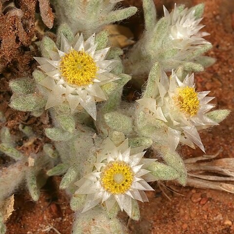 Helichrysum cerastoides unspecified picture