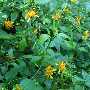 Bidens campylotheca unspecified picture