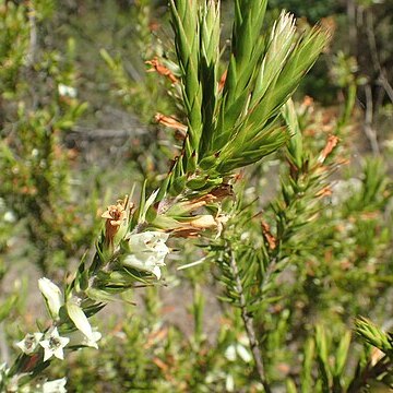 Epacris calvertiana unspecified picture