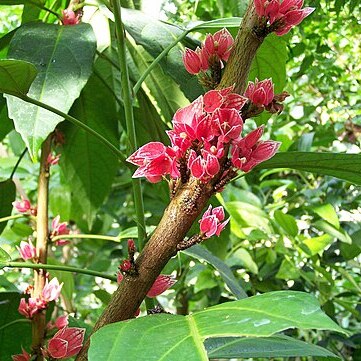 Pavonia cauliflora unspecified picture