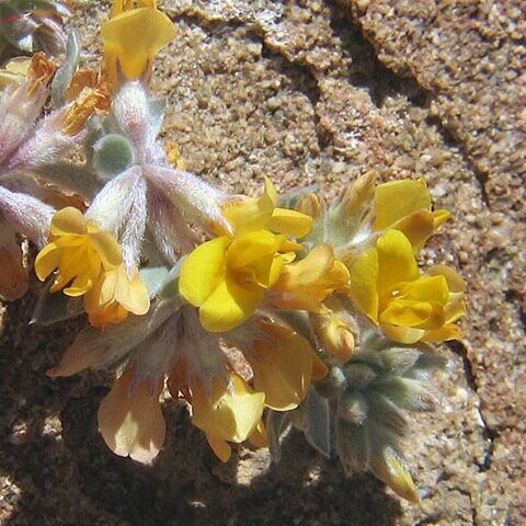 Acmispon argophyllus unspecified picture