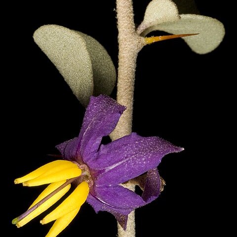 Solanum orbiculatum unspecified picture