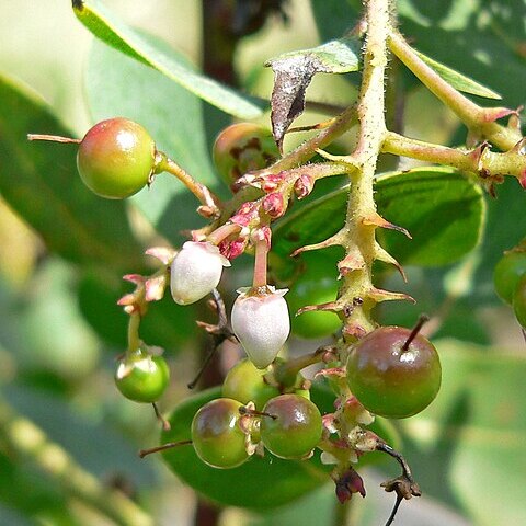 Arctostaphylos peninsularis unspecified picture