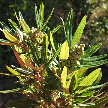 Searsia angustifolia unspecified picture