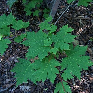 Acer tschonoskii unspecified picture