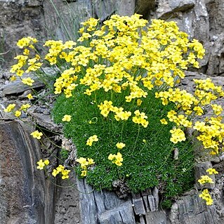 Draba bruniifolia unspecified picture