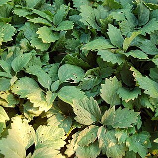 Pachysandra procumbens unspecified picture