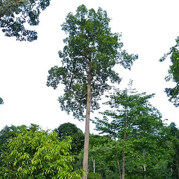 Dipterocarpus caudiferus unspecified picture