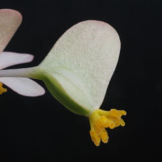 Begonia majungaensis unspecified picture