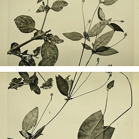 Alternanthera malmeana unspecified picture