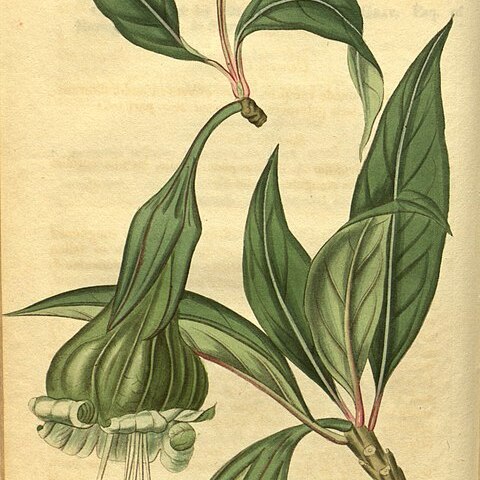 Dyssochroma viridiflorum unspecified picture