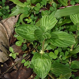 Spermacoce latifolia unspecified picture