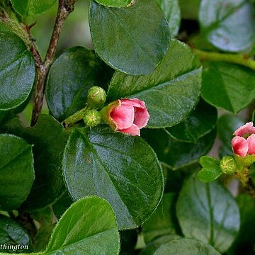 Cotoneaster hjelmqvistii unspecified picture