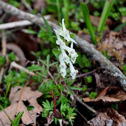 Corydalis vittae unspecified picture