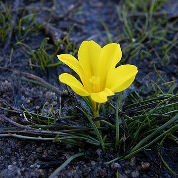 Moraea fugacissima unspecified picture