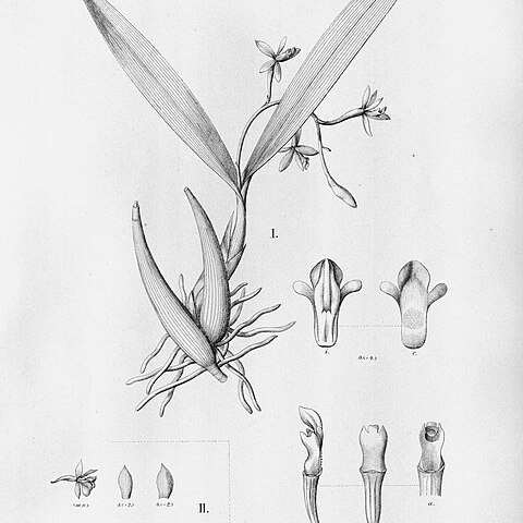 Prosthechea megahybos unspecified picture