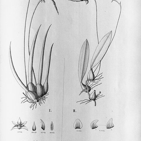 Bulbophyllum insectiferum unspecified picture