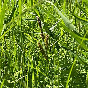 Carex rugulosa unspecified picture