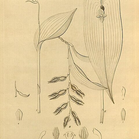 Pleurothallis cardiostola unspecified picture