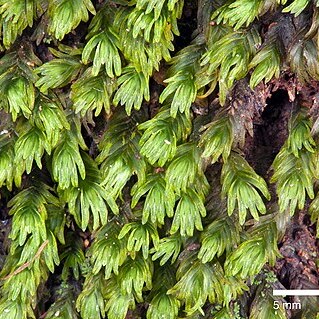 Fissidens oblongifolius unspecified picture