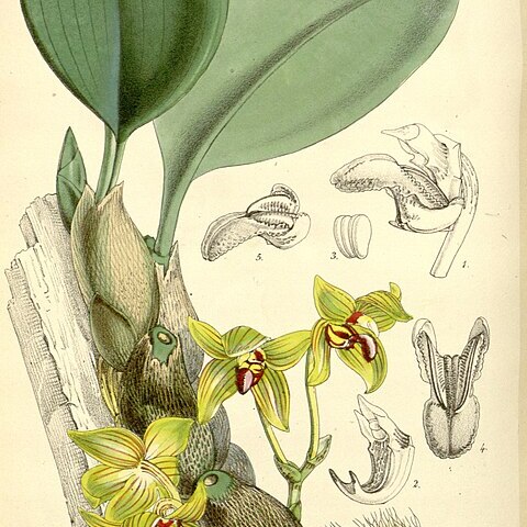 Bulbophyllum psittacoglossum unspecified picture