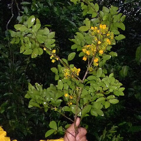 Chamaecrista ensiformis unspecified picture