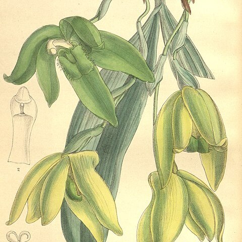 Sudamerlycaste dyeriana unspecified picture