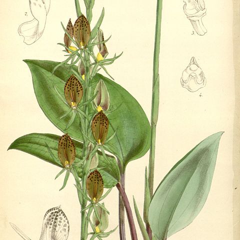 Cryptostylis arachnites unspecified picture