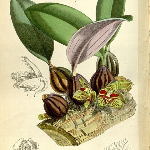 Bulbophyllum dayanum unspecified picture