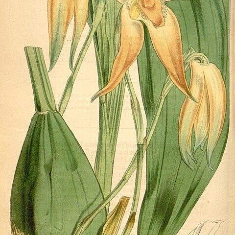 Sudamerlycaste fulvescens unspecified picture