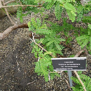 Sophora fernandeziana unspecified picture