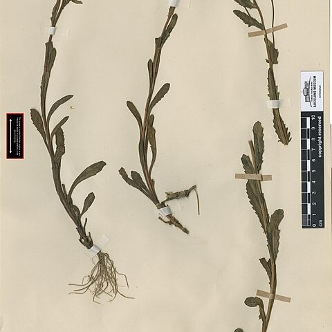 Senecio glaucophyllus subsp. glaucophyllus unspecified picture