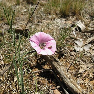 Convolvulus angustissimus unspecified picture